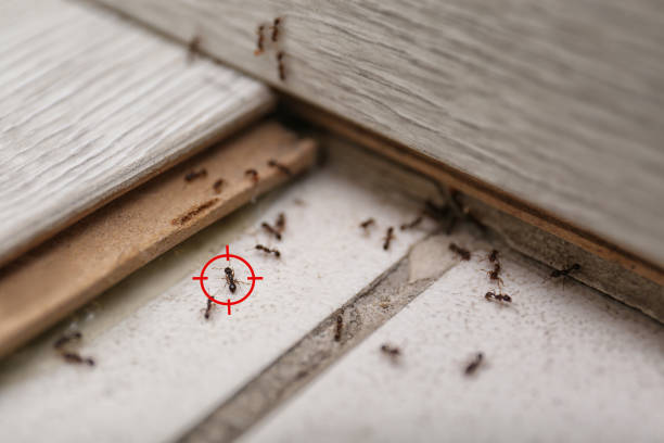 Best Flea Control Services  in Mangonia Park, FL