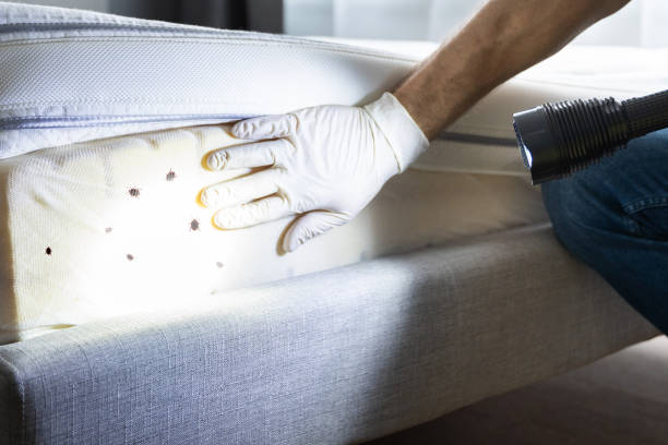 Best Termite Control Services  in Mangonia Park, FL