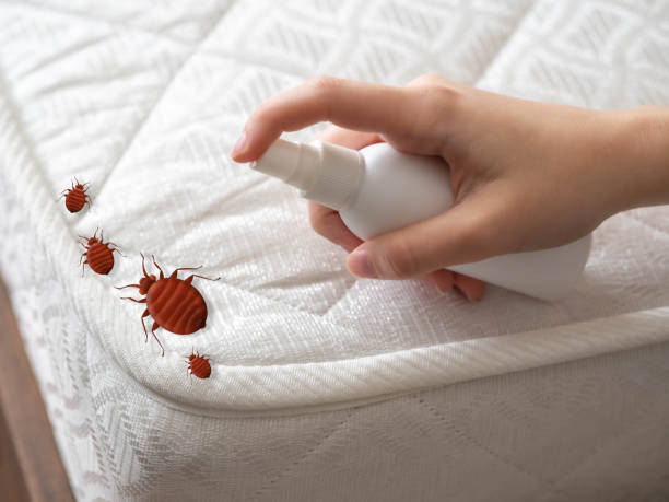 Trusted Mangonia Park, FL Pest Control Experts