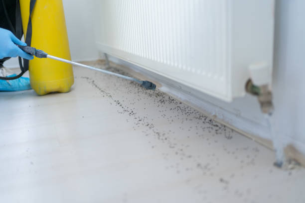 Best Local Pest Control Services  in Mangonia Park, FL